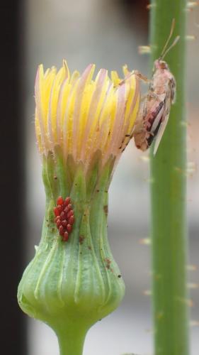 Liorhyssus hyalinus